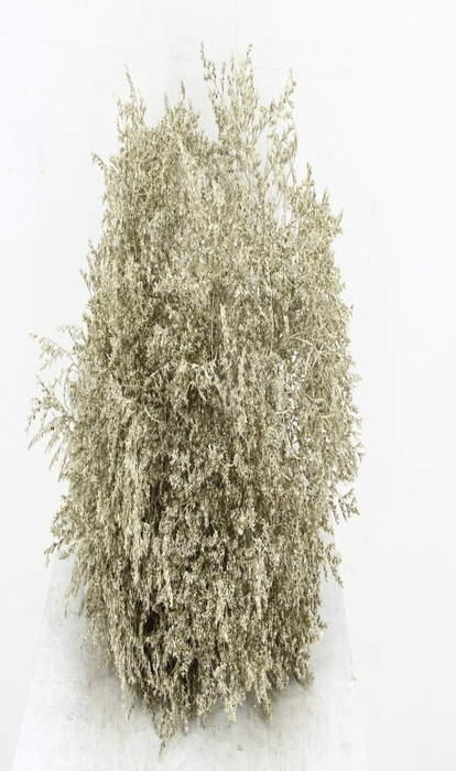 DF Gonio Tat. Bs Platinum 15p