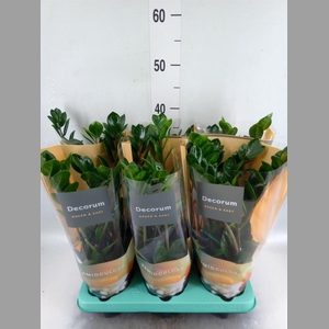 Zamioculcas zamiifolia 'Lima'