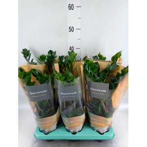 Zamioculcas zamiifolia 'Lima'