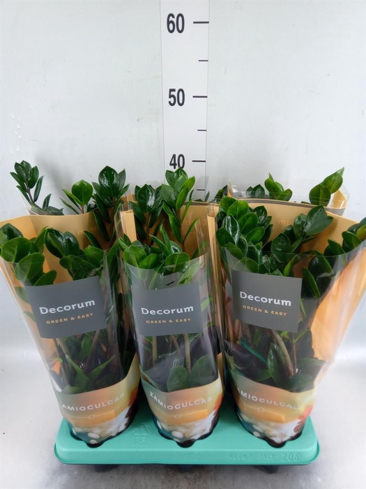 <h4>Zamioculcas zamiifolia 'Lima'</h4>