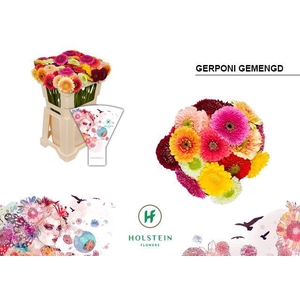 Germini Pomponi Mix in bos Water