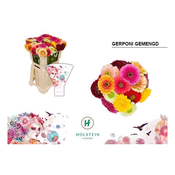 <h4>Ge Bv Gerponii Gem</h4>