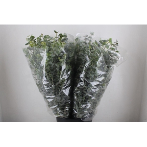 Euca Baby Blue 200gr P Bunch