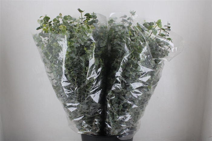 <h4>Euca Baby Blue 200gr P Bunch</h4>