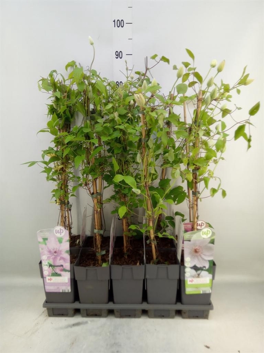 <h4>Clematis   ...</h4>