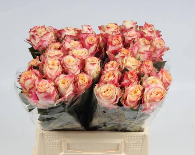 <h4>R GR CHAPEAU</h4>