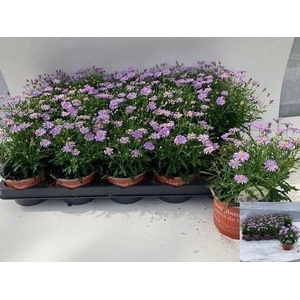 BRACH MAUVE DELIGHT