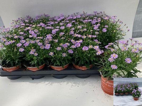 <h4>BRACH MAUVE DELIGHT</h4>