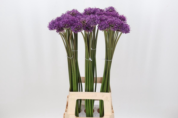 <h4>Allium Gladiator</h4>