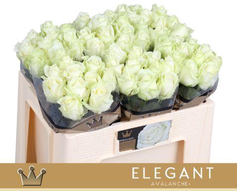 <h4>R GR AVALANCHE+ Elegant A1 50cm</h4>