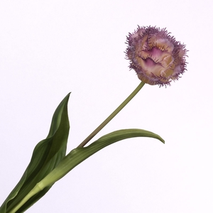 Tulipa Crispa Purple Cream FL440262CRM