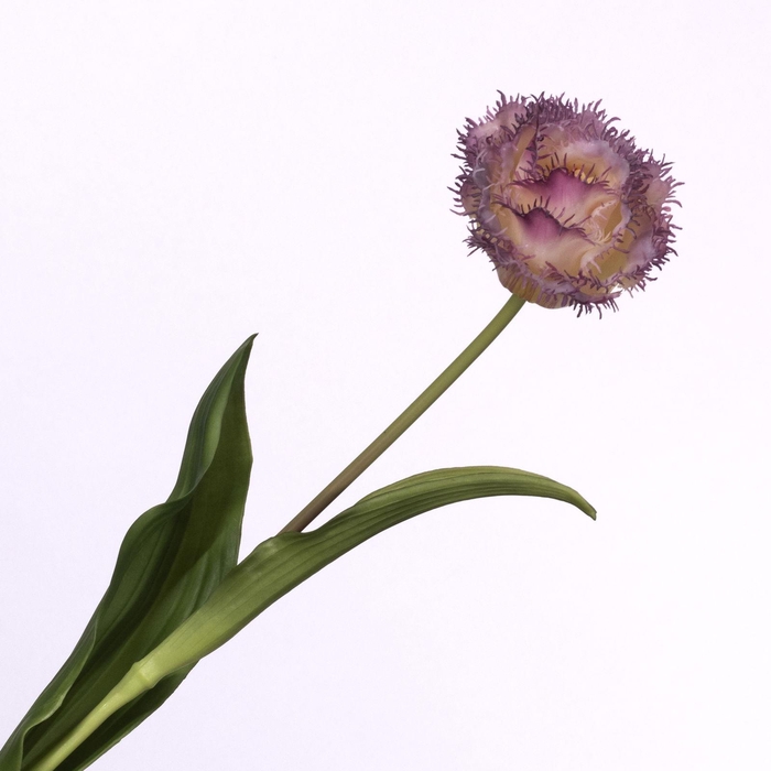 Tulipa Crispa Purple Cream FL440262CRM
