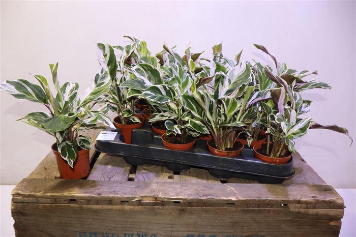 <h4>Calat Fusion White</h4>