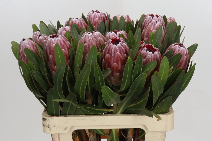 <h4>Protea Pink Ice</h4>