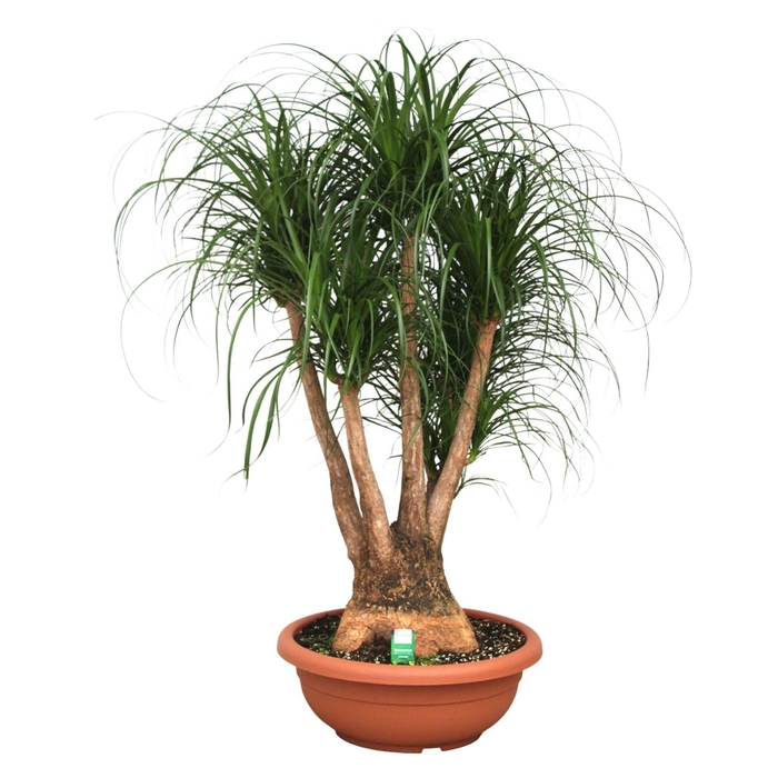 Beaucarnea vertakt compact 55 cm (Scenza)