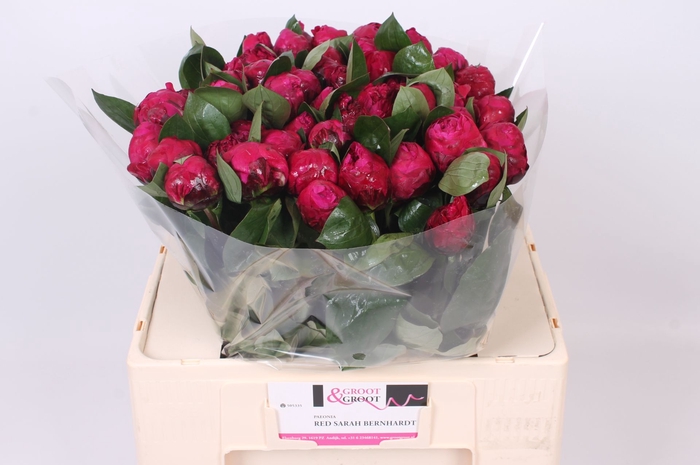 <h4>Paeonia Red Sarah Bernhardt | Heavy Quality</h4>