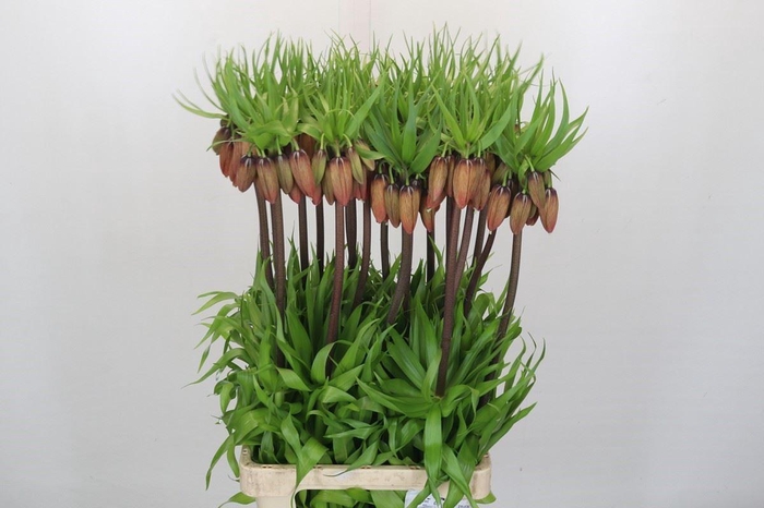 <h4>Fritillaria imper.</h4>