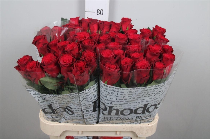 <h4>R Gr Rhodos</h4>