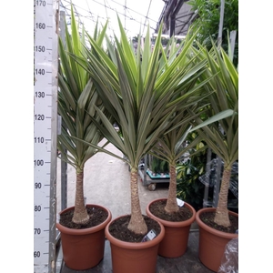 Yucca elephantipes 'Jewel'