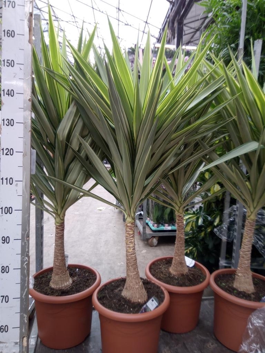 <h4>Yucca elephantipes 'Jewel'</h4>
