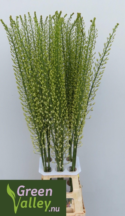 <h4>EREMURUS ALASKA</h4>