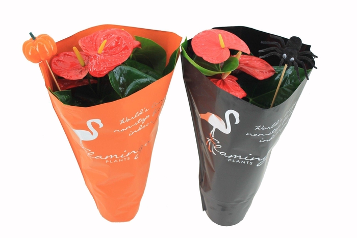 <h4>Anthurium XL.88 Aloha Red met oranje en zwarte hoes met halloween bijstekers</h4>