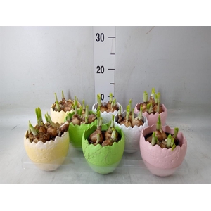 Arr.  Narcissus Tete Tete L%