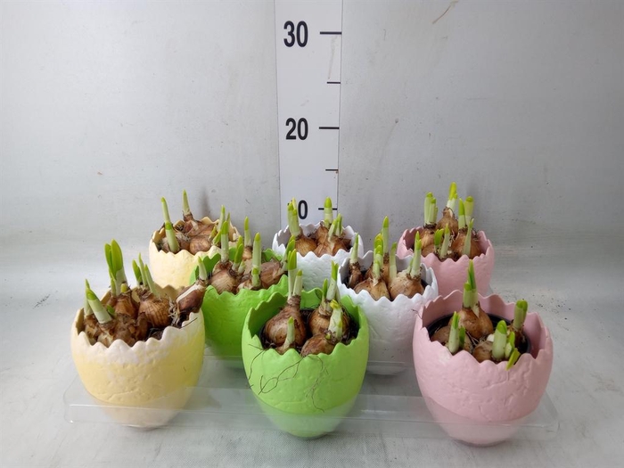 <h4>Arr.  Narcissus Tete Tete L%</h4>