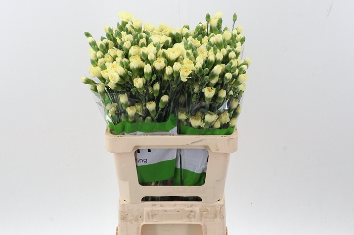 <h4>Di Tr Xanthe Yellow x20</h4>