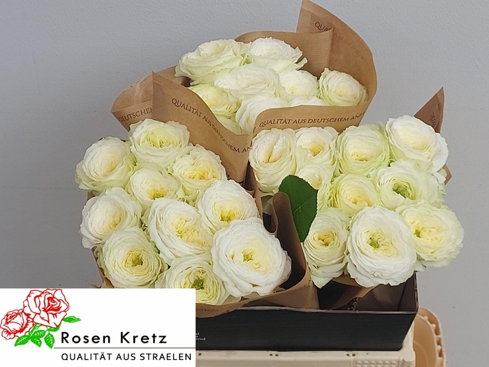 <h4>R GR LOTTI+</h4>