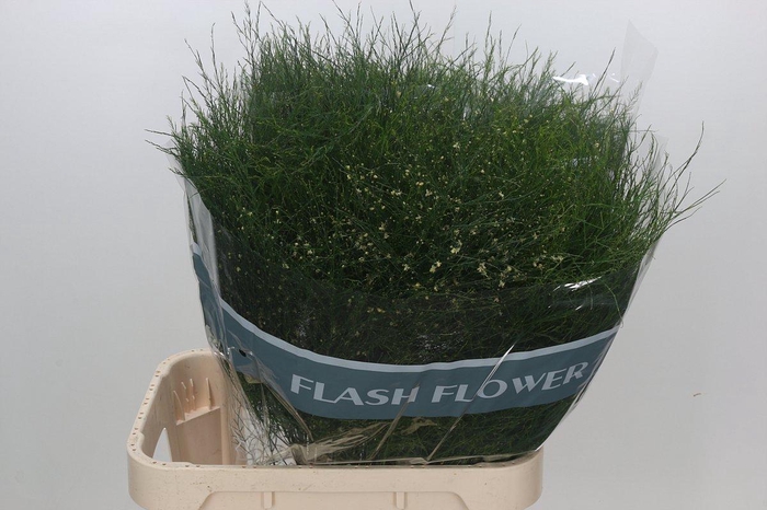 <h4>Asparagus Virgatus</h4>