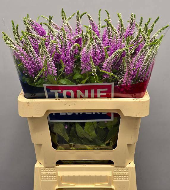 <h4>VERON LO EVIQUE</h4>