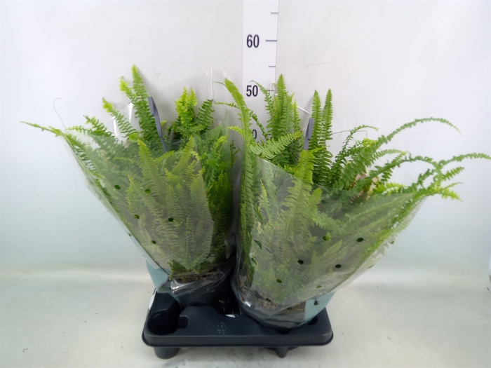 <h4>Nephrolepis exal. 'Green Lady'</h4>