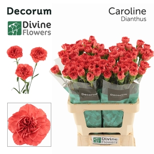 Di St Caroline