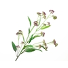 Berry Branch Aubergine