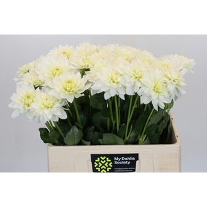 Dahlia Karma M. Zwaan