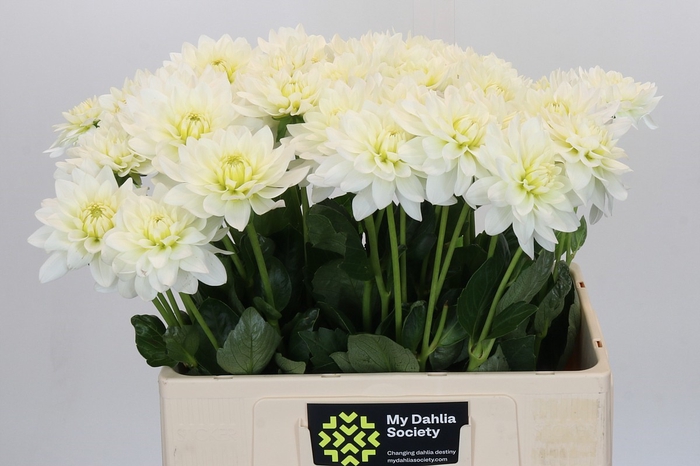 <h4>Dahlia Karma M. Zwaan</h4>