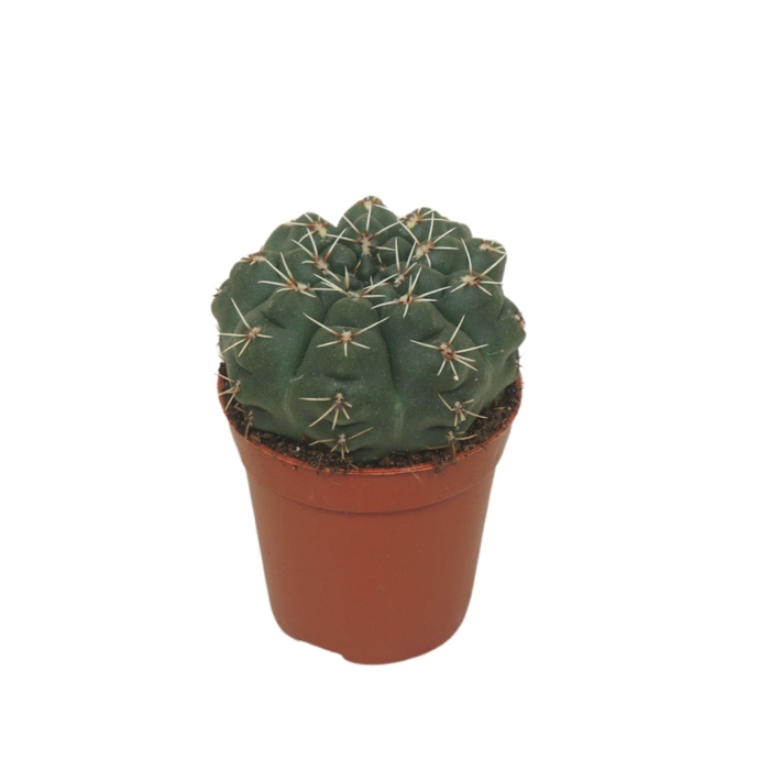 <h4>Gymnocalycium baldianum</h4>