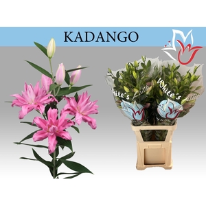 LI OR DU KADANGO