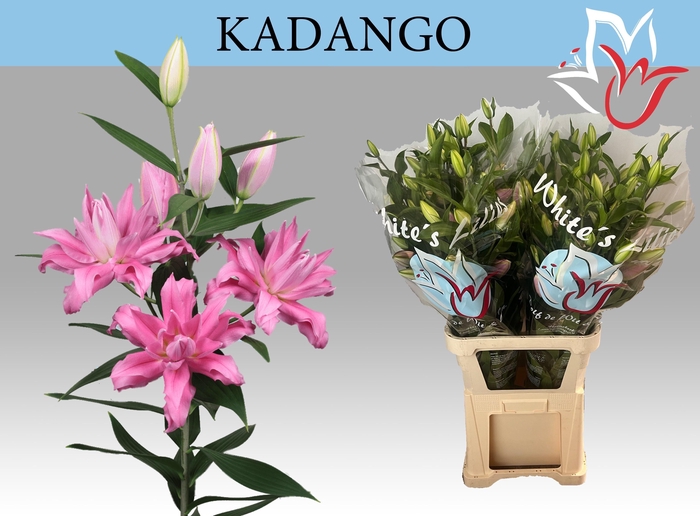 <h4>LI OR DU KADANGO</h4>
