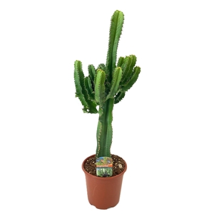 Euphorbia eritrea