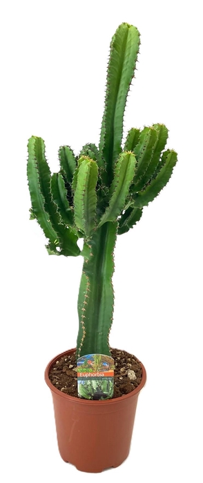 <h4>Euphorbia eritrea</h4>