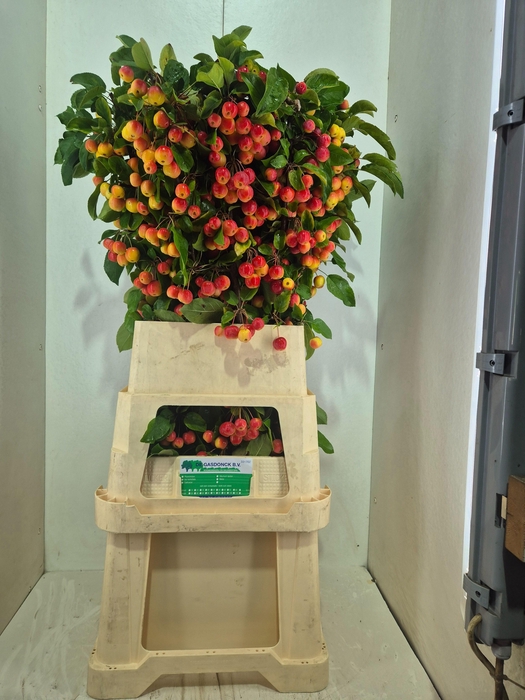 <h4>MALUS RED SENTINEL</h4>
