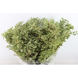 Pitto Nigra 150gr P Bunch