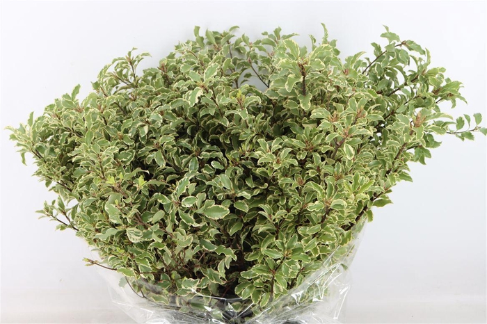 <h4>Pitto Nigra 150gr P Bunch</h4>