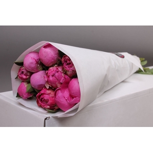 Paeonia Dr. Alexander Fleming | Heavy Quality