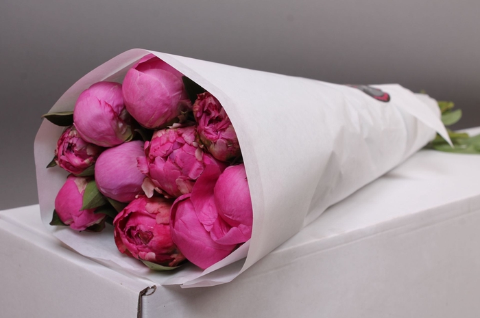<h4>Paeonia Dr. Alexander Fleming | Heavy Quality</h4>