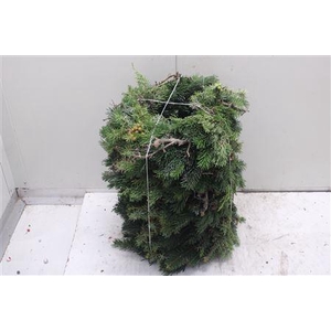 Krans Nordman Juniper