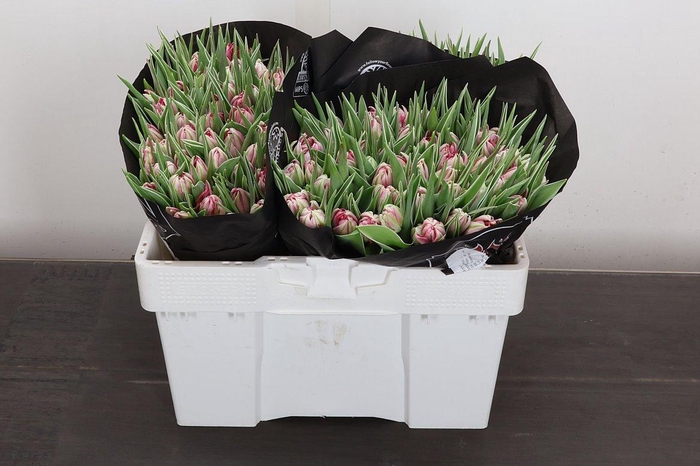 <h4>Tu Du Flash Point</h4>