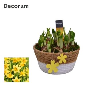 Narcis Urban schaal HL10913N